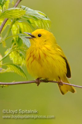 Yellow Warbler