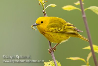 Yellow Warbler