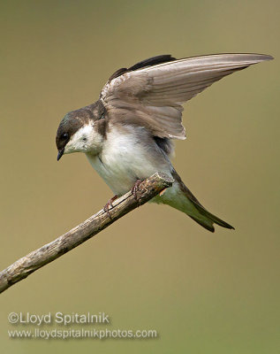 Tree Swallow