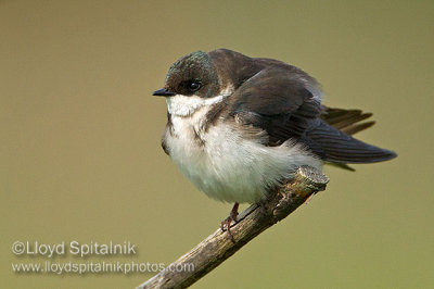 Tree Swallow