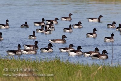 Brant