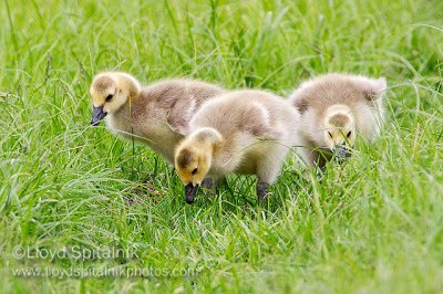 Canada Goose