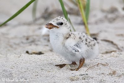 Black Skimmer