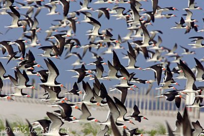 Black Skimmer