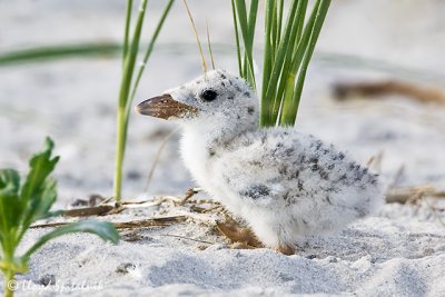 Black Skimmer