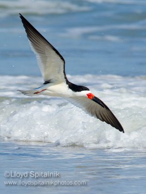 Black Skimmer