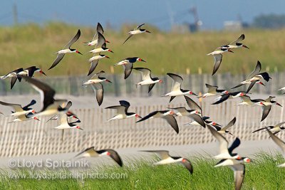 Black Skimmer