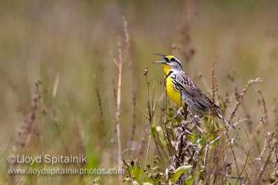 Eastern Meadowlark