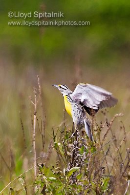 Eastern Meadowlark