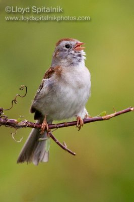 Field Sparrow