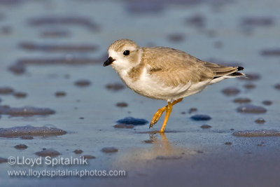 Piping Plover 