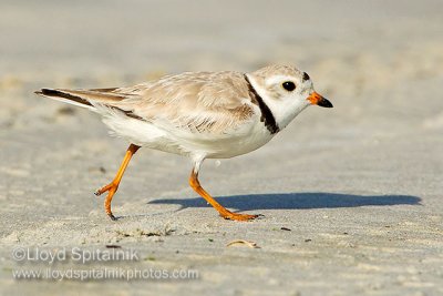 Piping Plover (breeding male)