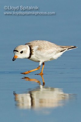 Piping Plover (breeding male)