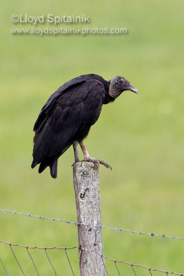 Black Vulture