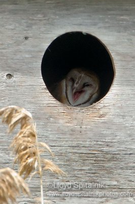 Barn Owl