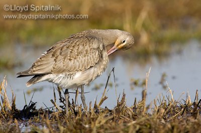 Hudsonian Godwit (juvenile)