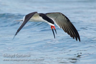 Black Skimmer