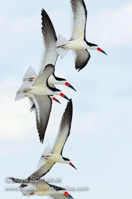 Black Skimmer