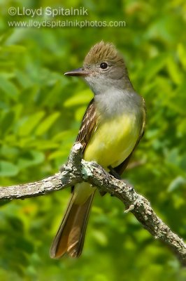 Great-crested Flycatcher