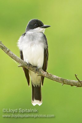 Eastern Kingbird