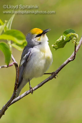 Brewster's Warbler