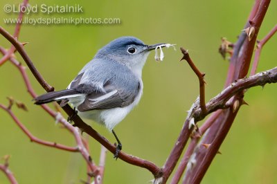 Blue-gray Gnatcatcher (male)