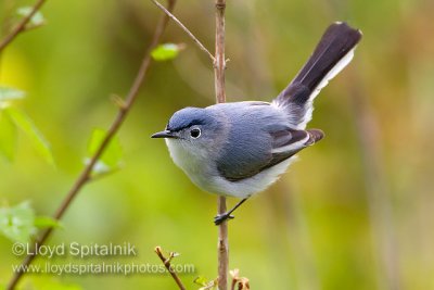 Blue-gray Gnatcatcher