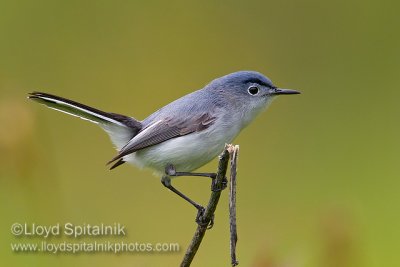 Blue-gray Gnatcatcher (male)