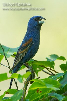 Blue Grosbeak