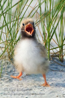Common Tern (chick)