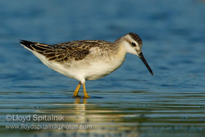 Wilson's Phalarope