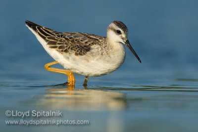 Wilson's Phalarope