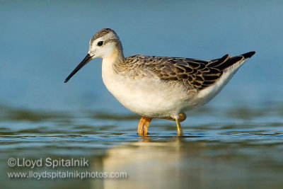 Wilson's Phalarope