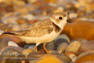 Piping Plover