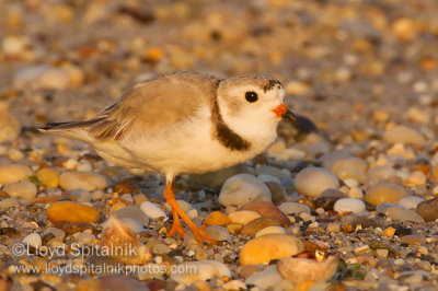 Piping Plover