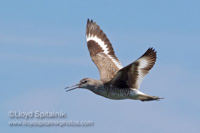 Willet