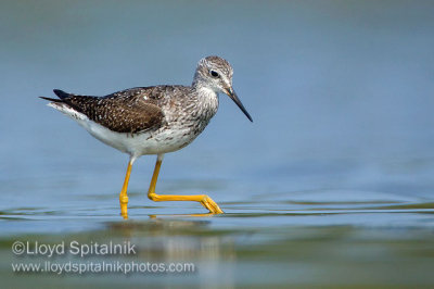Lesser Yellowlegs