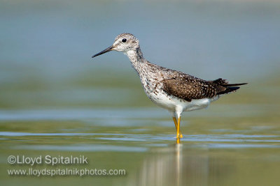 Lesser Yellowlegs
