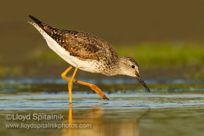 Lesser Yellowlegs