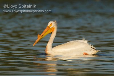 American White Pelican