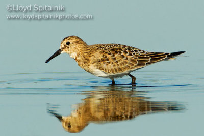 Baird's Sandpiper