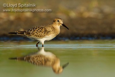 Baird's Sandpiper