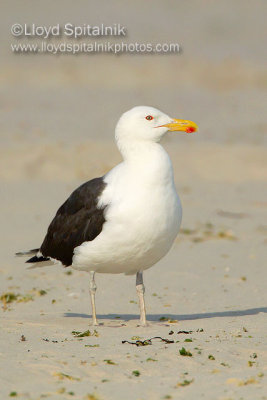 Great Black-backed Gull