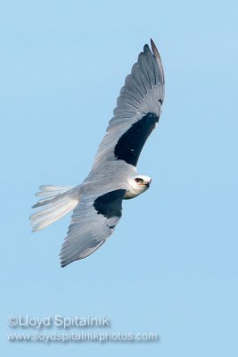 White-tailed Kite