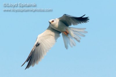 White-tailed Kite