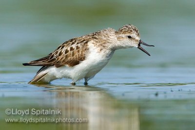 Semipalmated Sandpiper