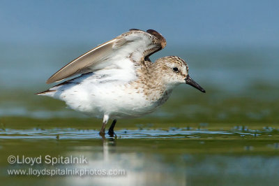 Semipalmated Sandpiper