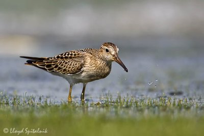 Pectoral Sandpiper