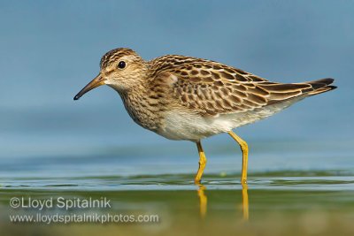 Pectoral Sandpiper (juvenile)