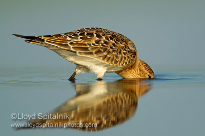 Baird's Sandpiper